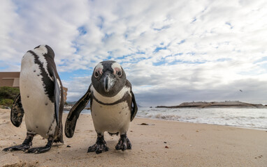 Small population of very curious African penguins also known as Jackass penguins