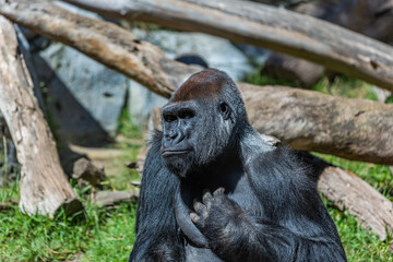 View of a big black gorilla in its habitat