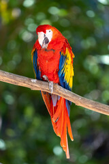 Scarlet Macaw