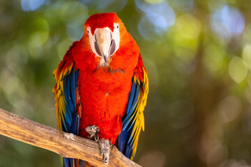 Scarlet Macaw