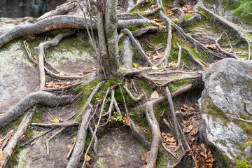 The tree roots are beautifully intertwined, covered with moss and greenery in the forest.