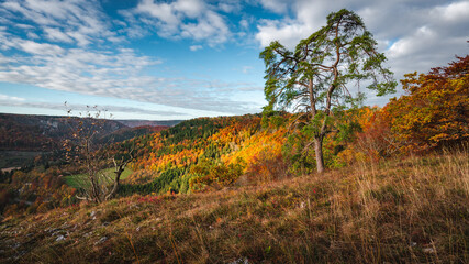 Fototapeta premium Schwarzwald