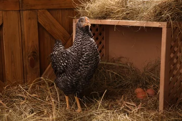Poster Beautiful chicken near nesting box with eggs in henhouse © New Africa