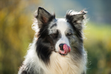Hungry border collie dog licking his nose
