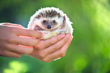 Human hands holding little african hedgehog pet outdoors on summer day. Keeping domestic animals...