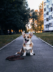 dog in the park