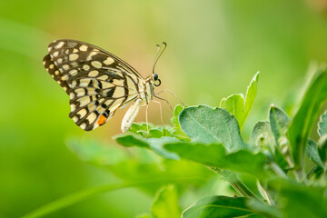 Fototapeta premium Photo of a lime butterfly perched on a leaf