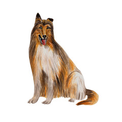Collie breed dog. Realistic watercolor illustration. Home pet. Cute staying puppy with tongue out. For pet shop, veterinary clinic, logo, greeting cards, nursery prints, postcards, stickers,stationery
