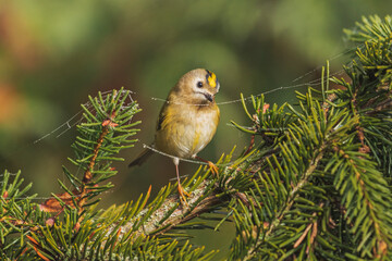 Goldcrest on a spruce branch among cobwebs with dew drops