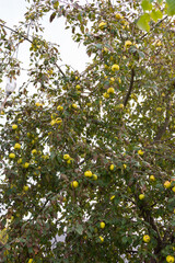 Harvesting autumn apples, picking apples using a cut plastic bottle and a long stick