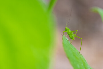 A grasshopper on a leaf in the garden
