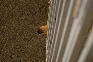 Focinho de um cachorro caramelo dentro de um cercado em uma feira de adoção. Evento organizado...