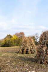 Autumn work in the garden after harvest, sheaves of dry corn stalks