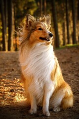 The fluffy dog in a forest. Sheltie portrait