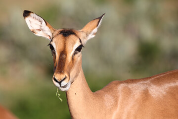 Schwarzfersenantilope / Impala / Aepyceros melampus