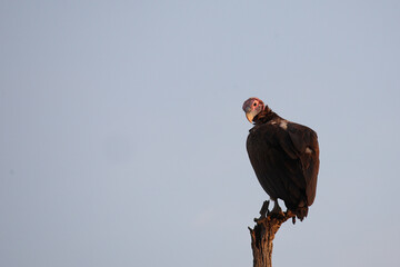Ohrengeier / Lappet-faced vulture or Nubian vulture / Torgos tracheliotus