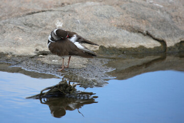 Dreibandregenpfeifer / Three-banded plover or Three-banded sandplover / Charadrius tricollaris