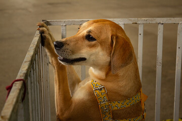 Um cachorro caramelo dentro de cercado em exposição em uma feira de adoção. Feira organizada...