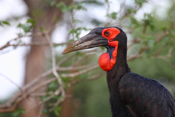 Kaffernhornrabe / Southern ground hornbill / Bucorvus leadbeateri
