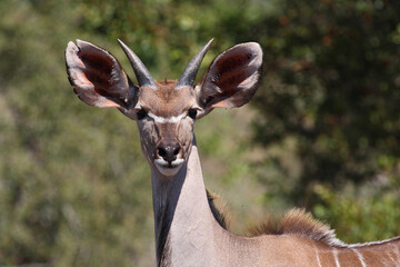 Großer Kudu / Greater kudu / Tragelaphus strepsiceros.....