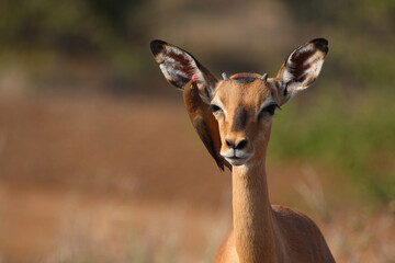 Schwarzfersenantilope und Rotschnabel-Madenhacker / Impala and Red-billed oxpecker / Aepyceros...