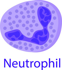 Medical illustration of a neutrophil. Blood cells.