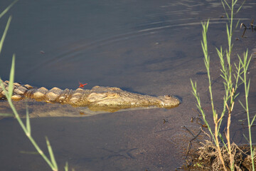 Nilkrokodil und Libelle / Nile crocodile and Dragon-Fly / Crocodylus niloticus et Anisoptera