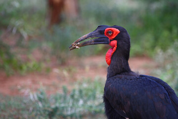 Kaffernhornrabe / Southern ground hornbill / Bucorvus leadbeateri