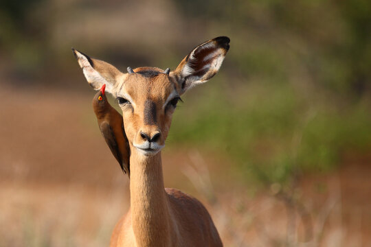 Schwarzfersenantilope und Rotschnabel-Madenhacker / Impala and Red-billed oxpecker / Aepyceros melampus et Buphagus erythrorhynchus.