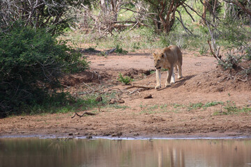 Afrikanischer Löwe / African lion / Panthera leo.