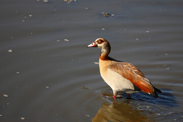 Nilgans / Egyptian goose / Alopochen aegyptiacus..
