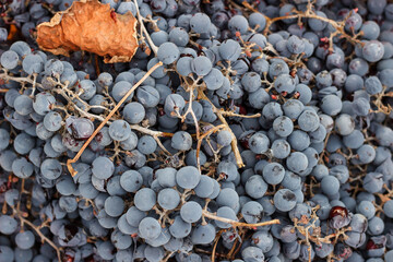 Wine blue grapes. Autumn harvest after frost. Juice and crumpled spoiled berries.