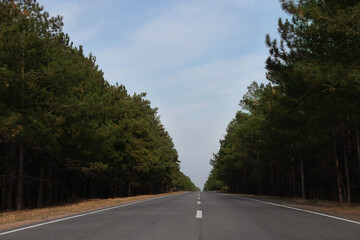 Obraz premium View of asphalt road without transport in forest