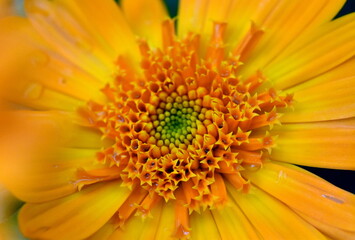 Stempel einer Ringelblume