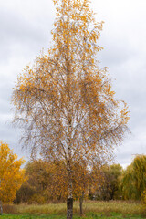 Trees with yellow leaves in a city park, autumn time