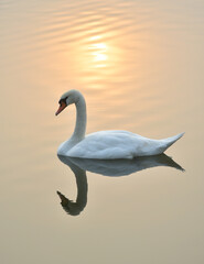A white swan swims in the water with the reflection of the sun.