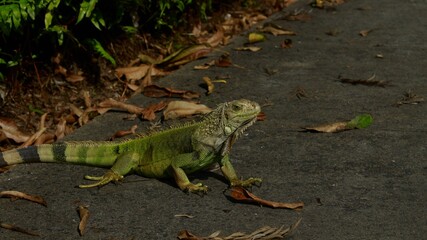 iguana on the ground
