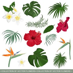 Vectorreeks tropische bloemen en bladeren. Hibiscus, monstera, palmbladeren, strelitzia, frangipani. Bloemen en bladeren op een witte achtergrond.