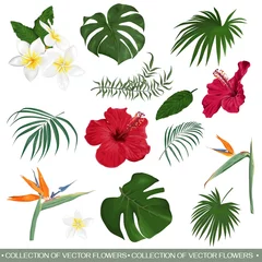 Fotobehang Tropische planten Vectorreeks tropische bloemen en bladeren. Hibiscus, monstera, palmbladeren, strelitzia, frangipani. Bloemen en bladeren op een witte achtergrond.