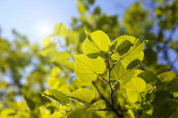 Fresh green leaves of spring linden tree lit by sunlight