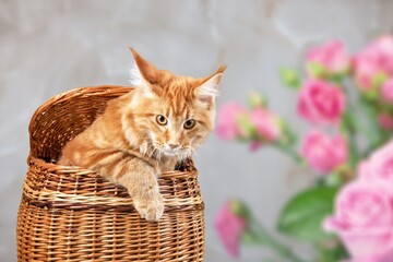 Fototapeta na wymiar Cute little kitten sleeping in basket with beautiful flowers.