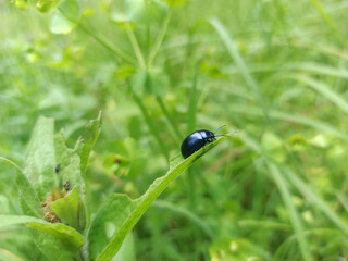 Black beetle close up climbing on a green grass leaf