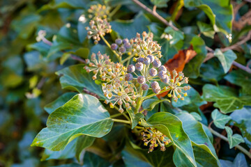 Ivy, Hedera helix is an evergreen climbing plant growing high where suitable surfaces (trees, cliffs, walls) are available