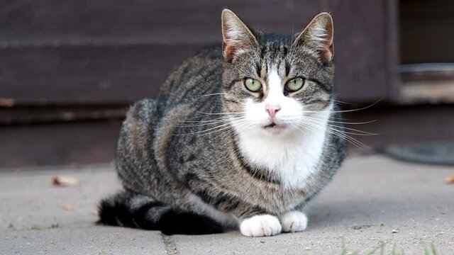 kurze Szenen mit Hauskatzen: putzen, in die kamera blicken, video mit teleobjektiv gefilmt