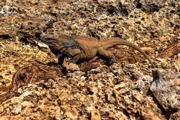 island land iguana
