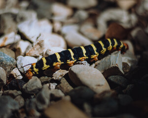caterpillar on a leaf