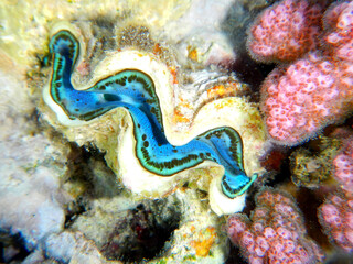 Grabende oder schuppige Riesenmuschel / Maxima clam / Tridacna maxima