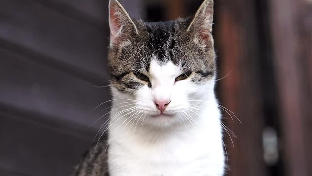 kurze Szenen mit Hauskatzen: putzen, in die kamera blicken, slow motion video mit teleobjektiv gefilmt