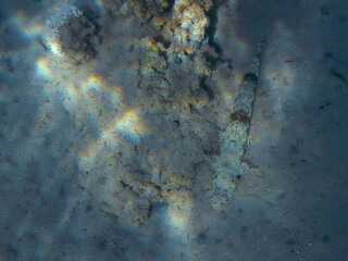 Gemeiner Eidechsenfisch / Variegated lizardfish / Synodus variegatus