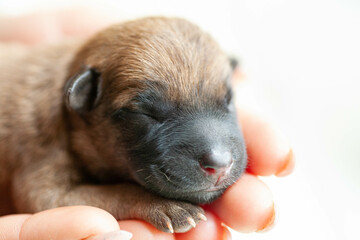 Small puppy looking up while woman holding cute dog.The little puppy is cute sitting in the arms of the girl. Newborn puppy. Little beloved pet with its owner.